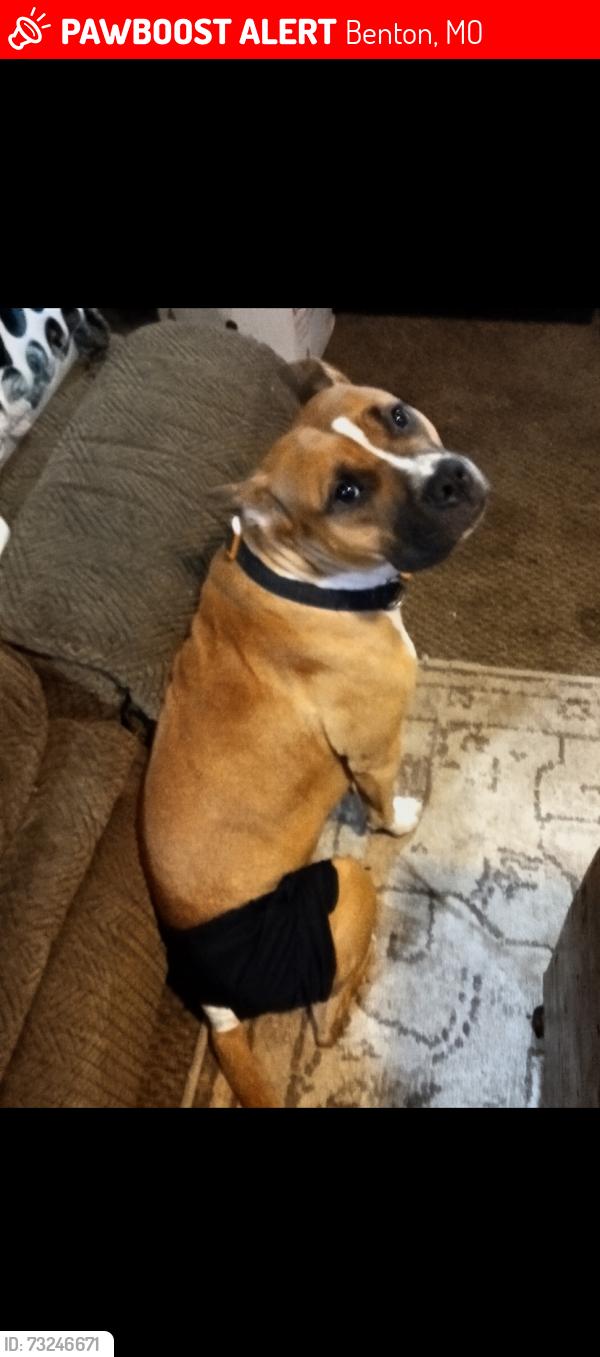 Lost Female Dog last seen In the country, Benton, MO 63736