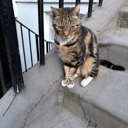Found/Stray Unknown Cat last seen Angel Islington, Greater London, England N1 9LY