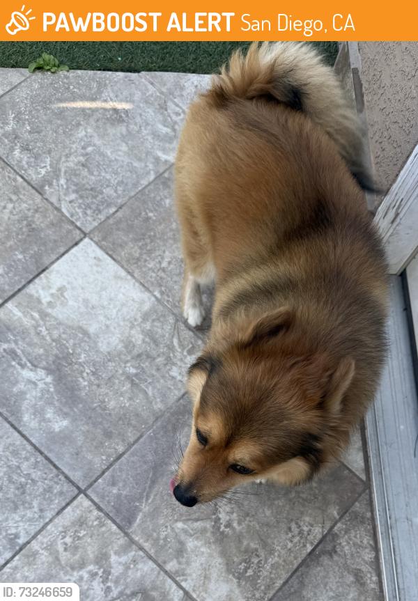 Found/Stray Male Dog last seen Monterey park dr, San Diego, CA 92173