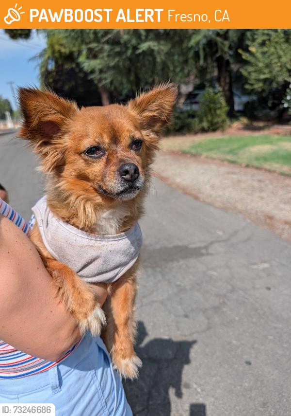 Found/Stray Female Dog last seen Palm & Shields, Fresno, CA 93704