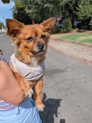 Found/Stray Female Dog last seen Palm & Shields, Fresno, CA 93704