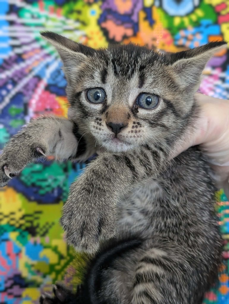 Shelter Stray Female Cat last seen Bexar County, 3353 Morningside Dr, New Braunfels, TX 78132, USA