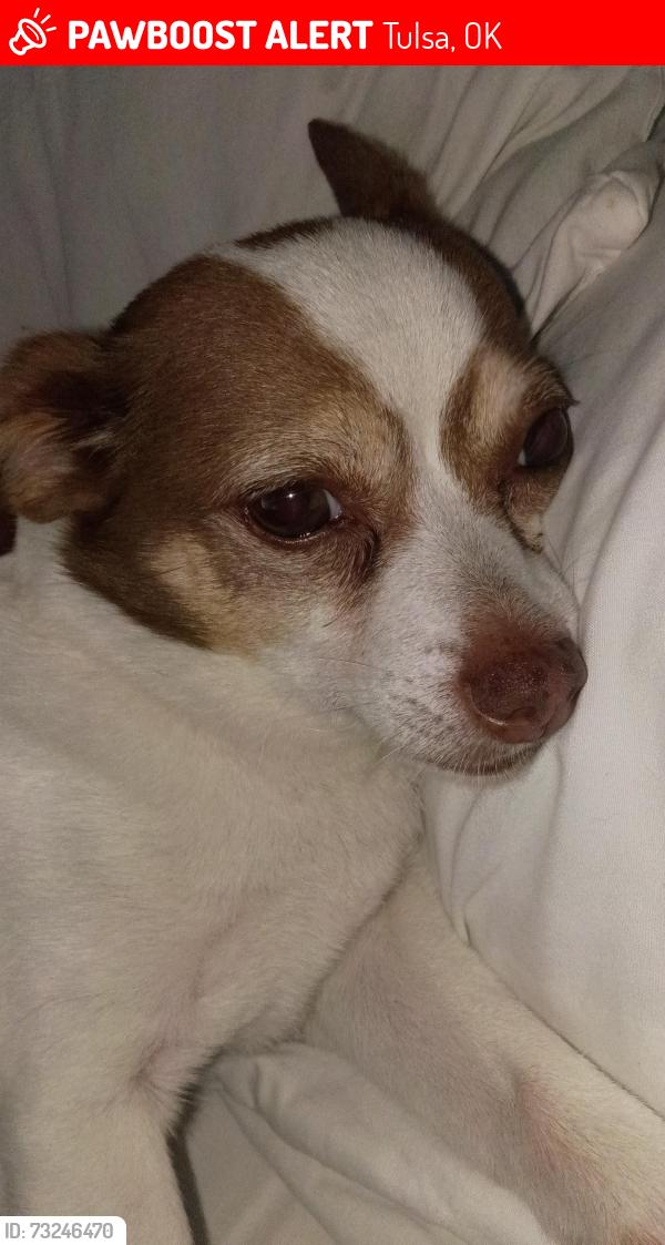 Lost Male Dog last seen Darlington park, Tulsa, OK 74115