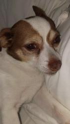 Lost Male Dog last seen Darlington park, Tulsa, OK 74115