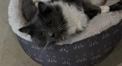 Reunited Male Cat last seen THOROUGHBRED RD, NEW BALTIMORE, 20187, New Baltimore, VA 20187