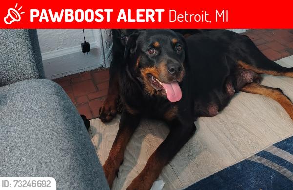 Lost Female Dog last seen Santa Rosa and Thatcher, Detroit, MI 48221