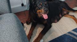 Lost Female Dog last seen Santa Rosa and Thatcher, Detroit, MI 48221