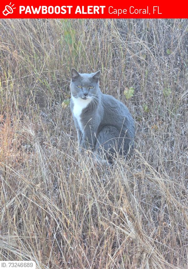 Lost Male Cat last seen 11th ave by 9th off gator circle, Cape Coral, FL 33909
