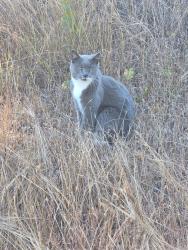 Lost Male Cat last seen 11th ave by 9th off gator circle, Cape Coral, FL 33909