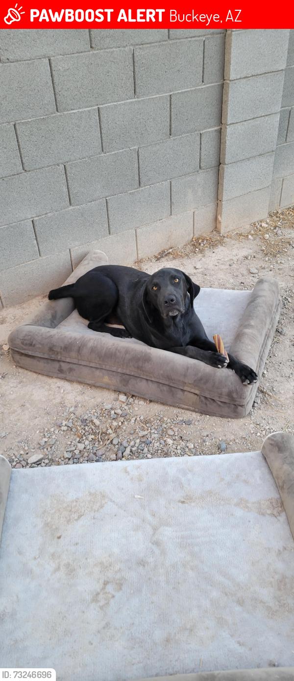 Lost Male Dog last seen Rovey and Wier, Buckeye, AZ 85326