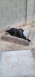 Lost Male Dog last seen Rovey and Wier, Buckeye, AZ 85326