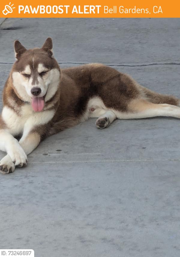 Found/Stray Unknown Dog last seen Florence & Scout, Bell Gardens, CA 90201