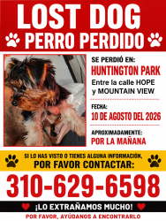 Reunited Female Dog last seen Hope /mountainview, Huntington Park, CA 90255