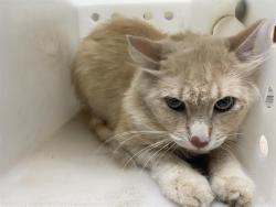 Shelter Stray Male Cat last seen Near BLOCK S 16TH ST, 3839 W Burnham St, West Milwaukee, WI 53215, USA