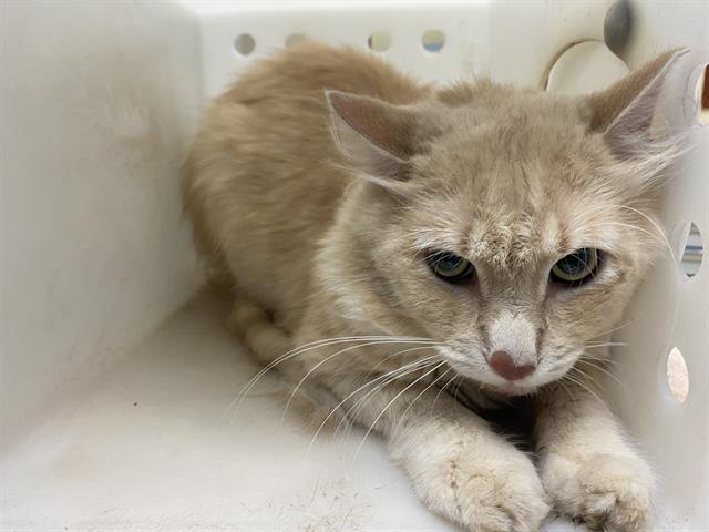 Shelter Stray Male Cat last seen Near BLOCK S 16TH ST, 3839 W Burnham St, West Milwaukee, WI 53215, USA