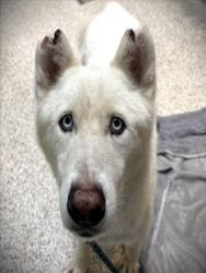 Shelter Stray Male Dog last seen , 3201 Lacy St, Los Angeles, CA 90031, USA