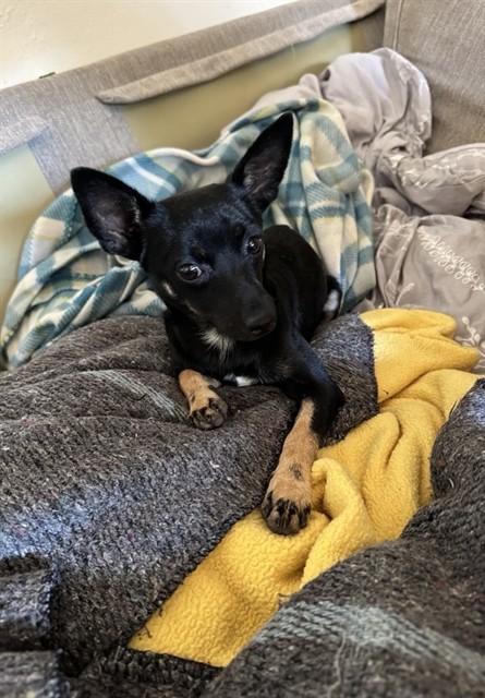 Shelter Stray Male Dog last seen 7TH AVE & FREEPORT BLVD, 2127 Front St, Sacramento, CA 95818, USA