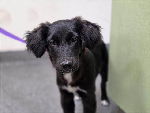 Shelter Stray Female Dog last seen , 3201 Lacy St, Los Angeles, CA 90031, USA