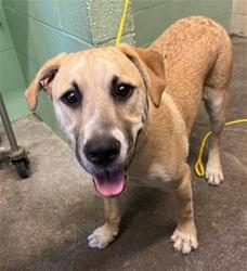 Shelter Stray Male Dog last seen GARDEN HWY & ORCHARD LN, 2127 Front St, Sacramento, CA 95818, USA