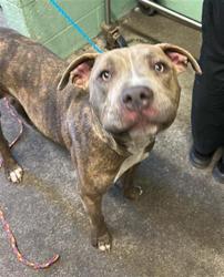 Shelter Stray Male Dog last seen GARDEN HWY & ORCHARD LN, 2127 Front St, Sacramento, CA 95818, USA