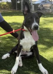 Shelter Stray Male Dog last seen , West Valley Animal Shelter, 20655 Plummer St, Chatsworth, CA 91311, USA