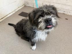 Shelter Stray Male Dog last seen REDHEAD WY/ROSS, 333 Chandler Pl, San Bernardino, CA 92408, USA