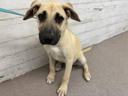Shelter Stray Female Dog last seen Near BLOCK W LITTLE LEAGUE, 333 Chandler Pl, San Bernardino, CA 92408, USA