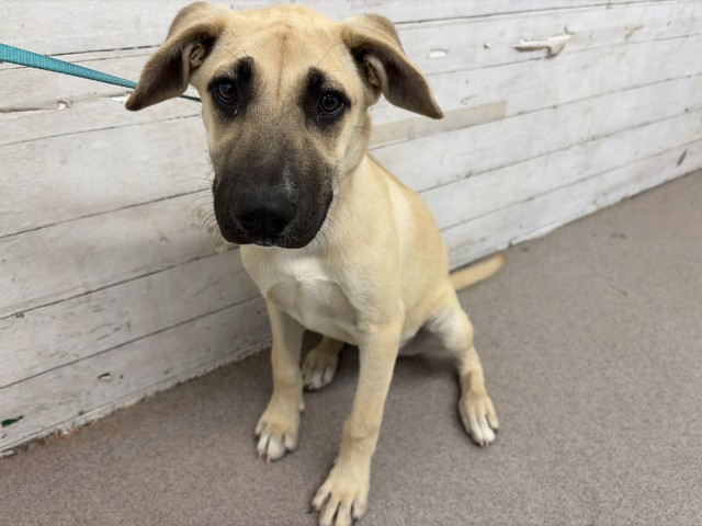 Shelter Stray Female Dog last seen Near BLOCK W LITTLE LEAGUE, 333 Chandler Pl, San Bernardino, CA 92408, USA