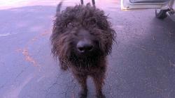 Shelter Stray Male Dog last seen , 4950 SW Triana Blvd, Huntsville, AL 35805, USA
