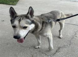 Shelter Stray Male Dog last seen PGA DR/DIVOT DR MOUNT PLYMOUTH 32776, 12280 County Rd 448, Tavares, FL 32778, USA