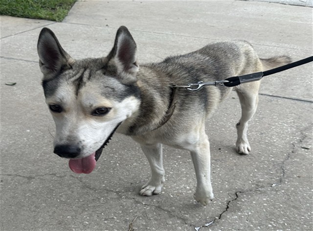 Shelter Stray Male Dog last seen PGA DR/DIVOT DR MOUNT PLYMOUTH 32776, 12280 County Rd 448, Tavares, FL 32778, USA