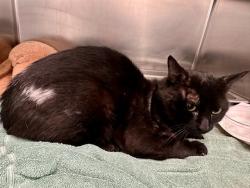 Shelter Stray Male Cat last seen WEST ROXBURY, 350 S Huntington Ave, Jamaica Plain, MA 02130, USA