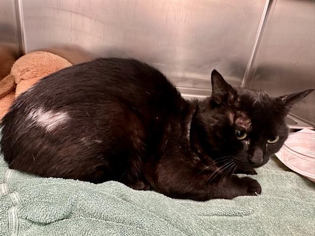 Shelter Stray Male Cat last seen WEST ROXBURY, 350 S Huntington Ave, Jamaica Plain, MA 02130, USA