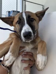 Shelter Stray Male Dog last seen Near BLOCK NW 15 AVE, 3599 NW 79th Ave, Doral, FL 33122, USA