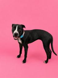 Shelter Stray Female Dog last seen Near BLOCK FONTAINEBLEAU BLVD, 3599 NW 79th Ave, Doral, FL 33122, USA