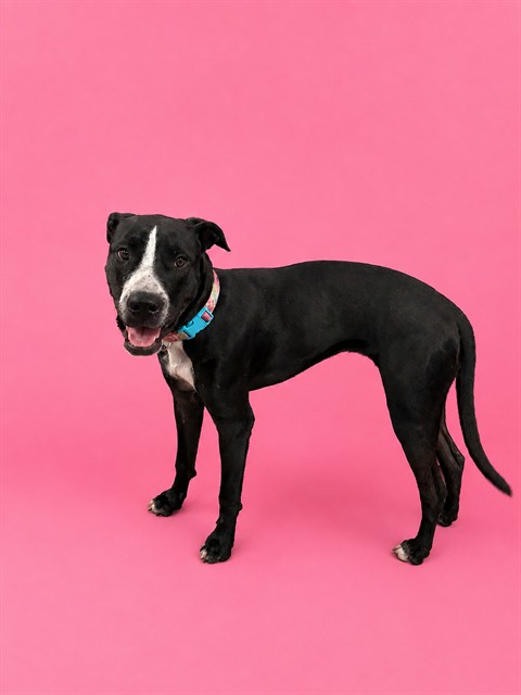 Shelter Stray Female Dog last seen Near BLOCK FONTAINEBLEAU BLVD, 3599 NW 79th Ave, Doral, FL 33122, USA