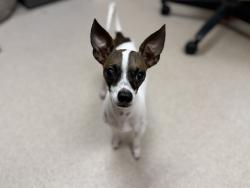 Shelter Stray Male Dog last seen S QUEBECK ST & ILLIF AVE DENVER CO, 1241 W Bayaud Ave, Denver, CO 80223, USA