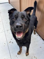 Shelter Stray Male Dog last seen Near, 2600 S Harding St, Indianapolis, IN 46221, USA