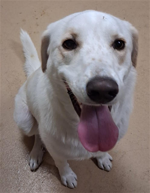 Shelter Stray Female Dog last seen , 130 Beyer Way, Chula Vista, CA 91911, USA