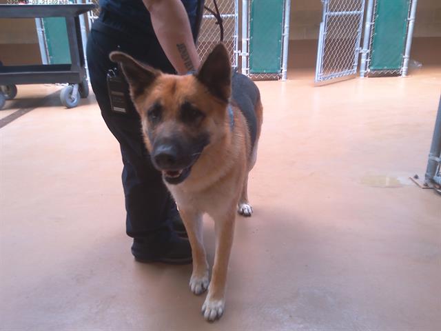 Shelter Stray Male Dog last seen WEST ST AND DAYTONA ST, 130 Beyer Way, Chula Vista, CA 91911, USA