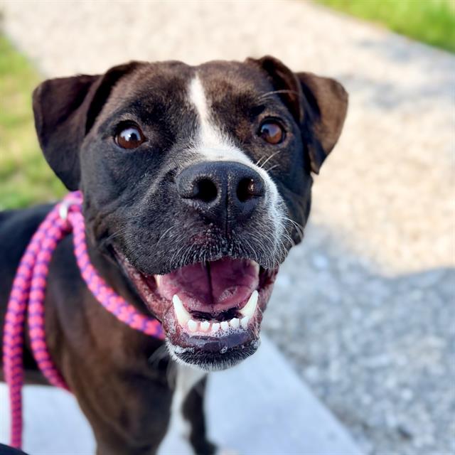 Shelter Stray Female Dog last seen Near, 2600 S Harding St, Indianapolis, IN 46221, USA