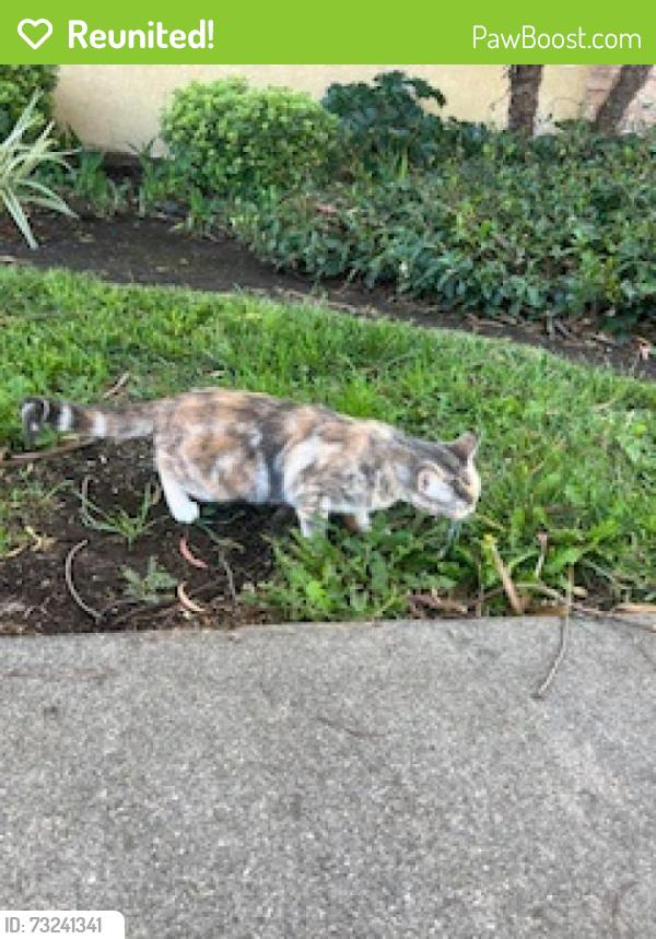 Reunited Female Cat last seen Near W 28th St, San Pedro, CA 90731, USA, Los Angeles, CA 90731