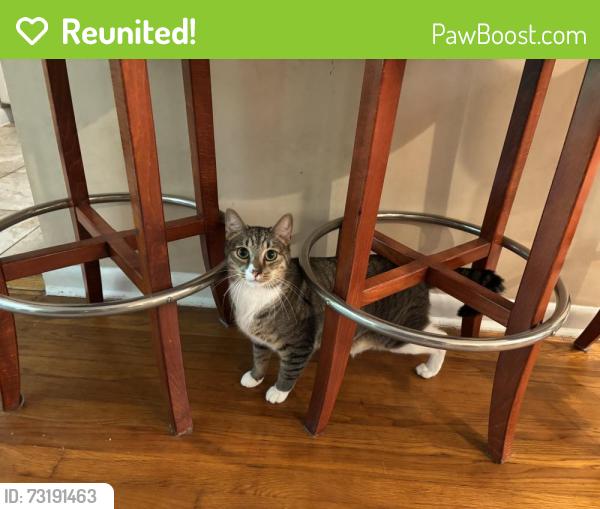 Reunited Male Cat last seen 48th street and Flagler, West Palm Beach, FL 33407