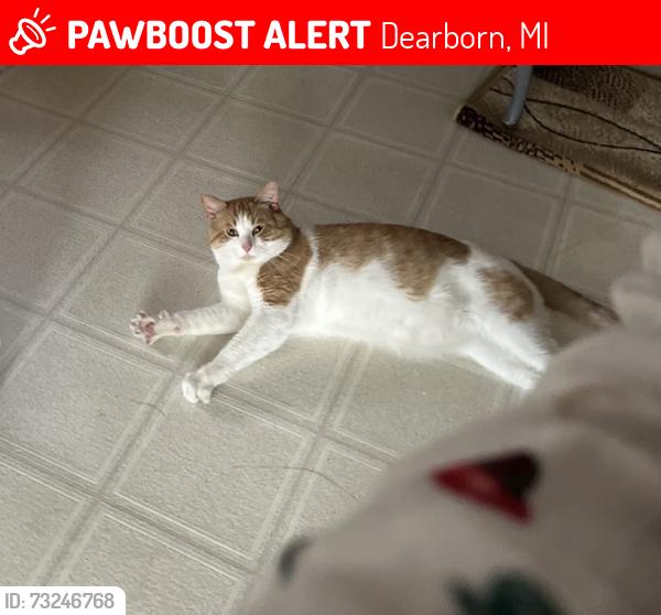 Lost Male Cat last seen Middlepointe St - Blesser St, Dearborn, MI 48126