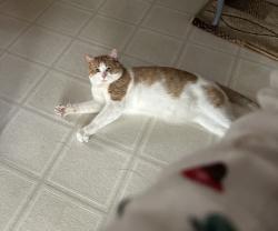 Lost Male Cat last seen Middlepointe St - Blesser St, Dearborn, MI 48126