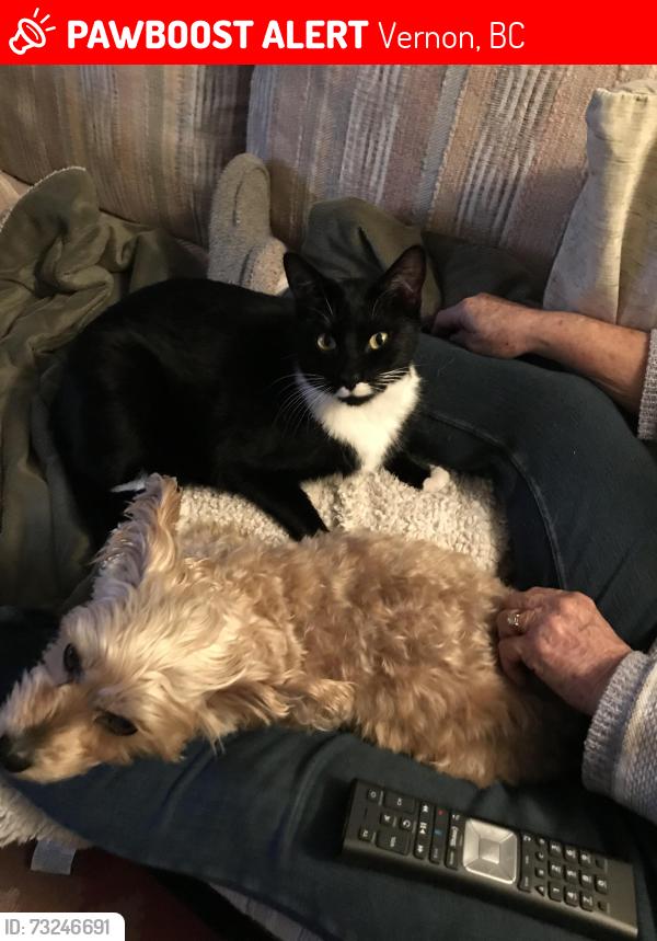 Lost Female Cat last seen Westside road Newport Beach Vernon in the fire, Vernon, BC 