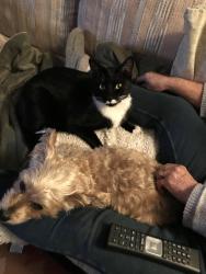 Lost Female Cat last seen Westside road Newport Beach Vernon in the fire, Vernon, BC 