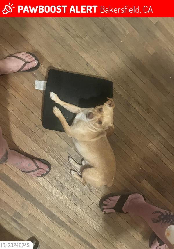 Lost Male Dog last seen Sunland motel, Bakersfield, CA 93307