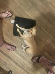 Lost Male Dog last seen Sunland motel, Bakersfield, CA 93307