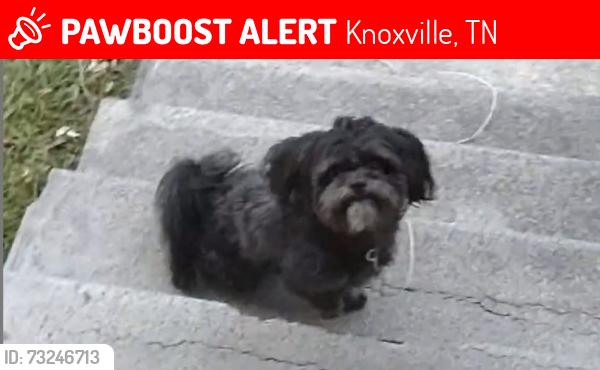Lost Male Dog last seen Near Ohio Ave, Knoxville, TN 37921